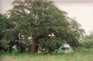 teepee under oaks